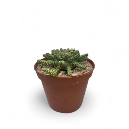 Euphorbia atroviridis Ø 14 cm