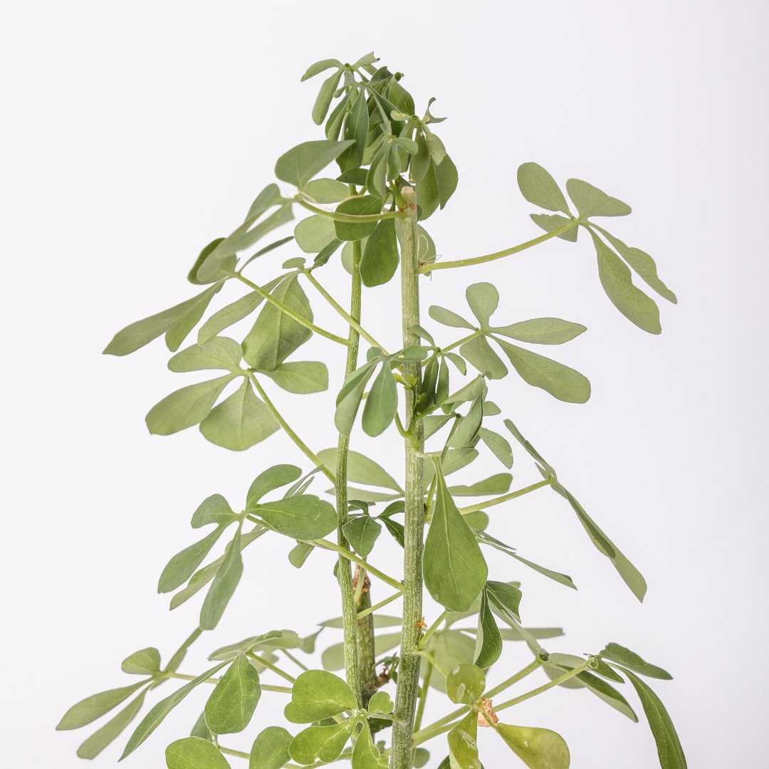 Adenia fruticosa Ø 12 cm