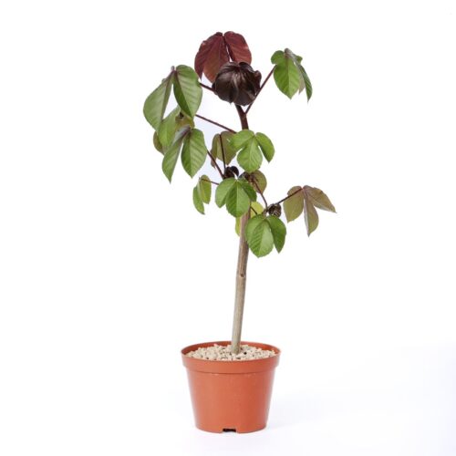 Jatropha gossypiifolia Ø 12 cm