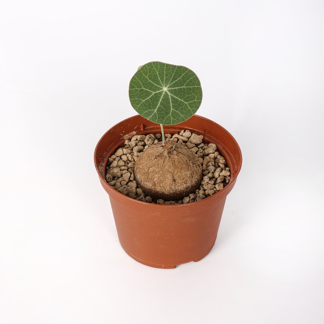 Stephania erecta Ø 10,5 cm