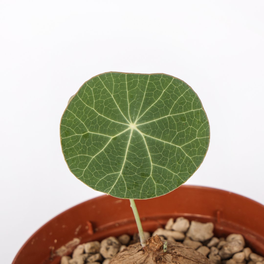 Stephania erecta Ø 10,5 cm