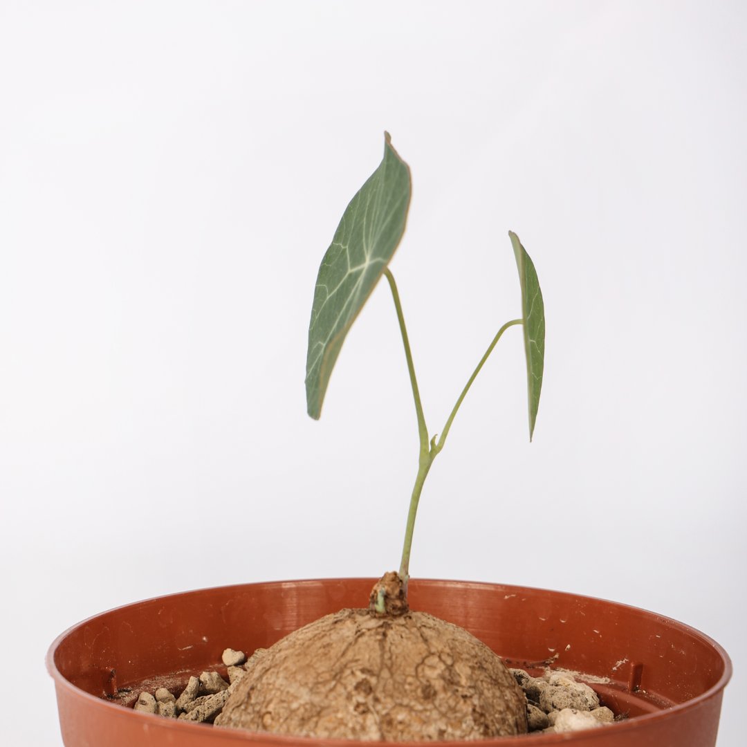Stephania erecta Ø 10,5 cm