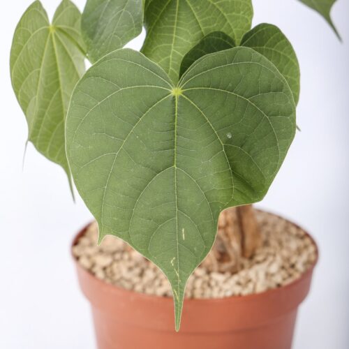 Sterculia colorata Ø 14 cm