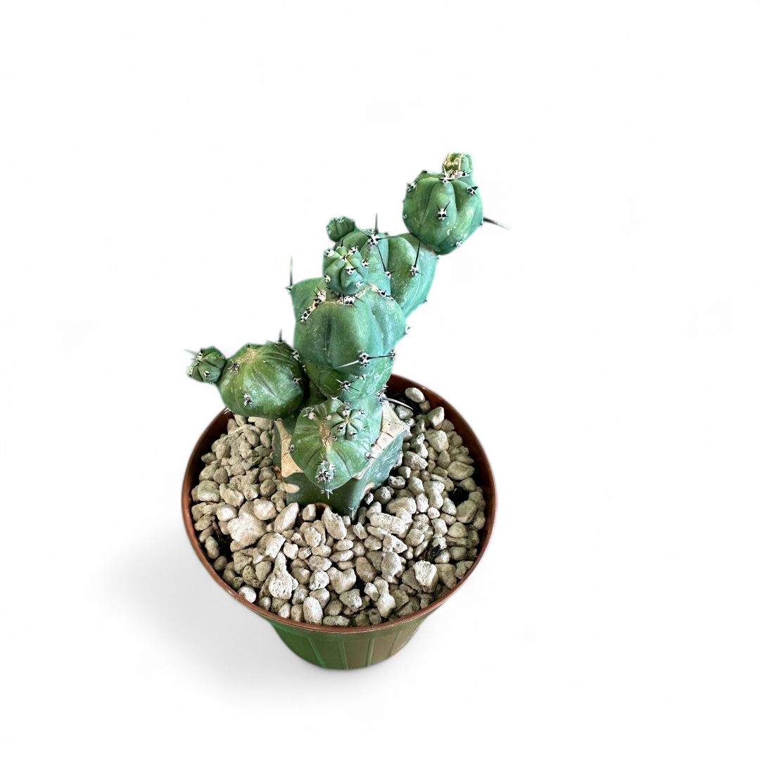 Myrtillocactus geometrizans 'Stacker' Ø 12 cm