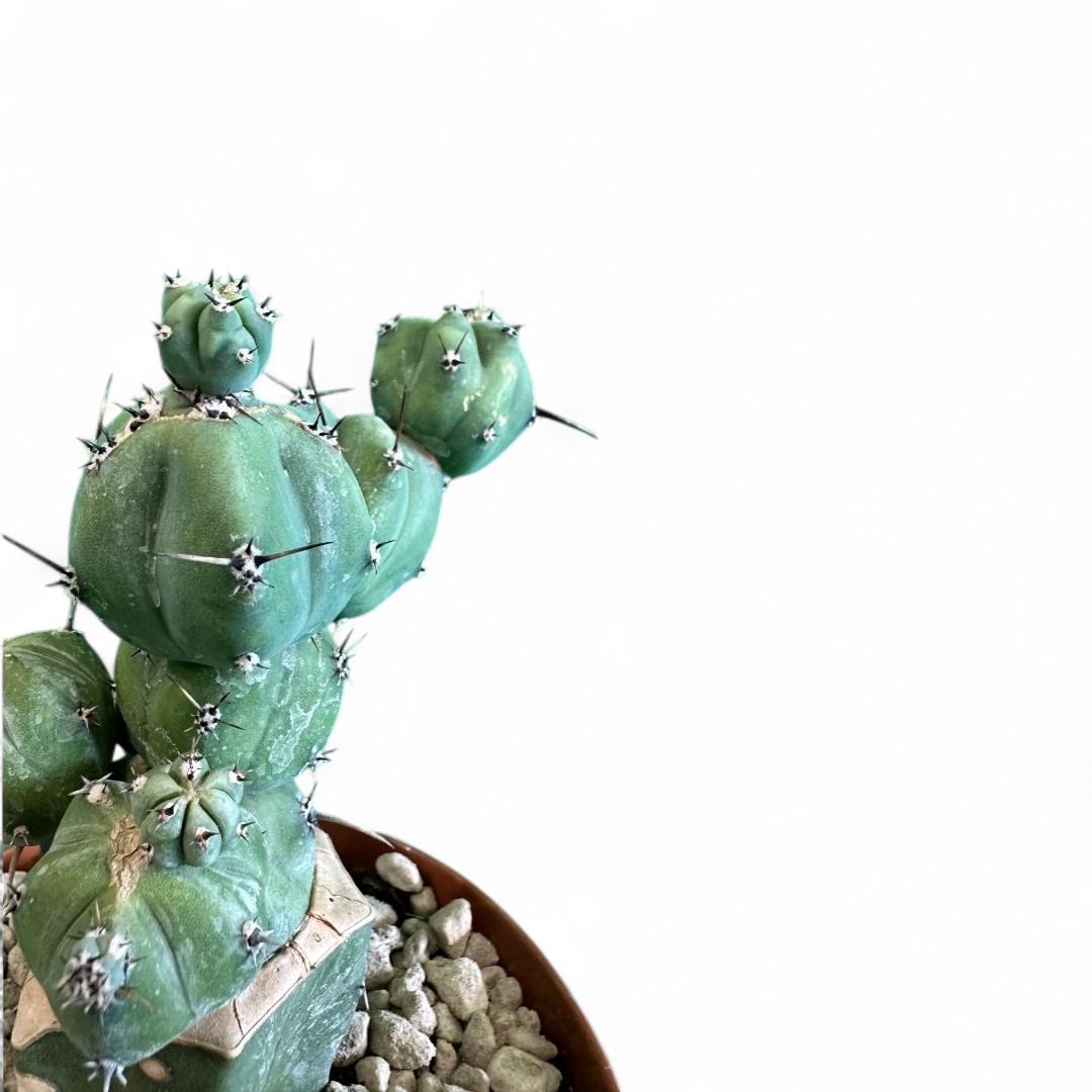 Myrtillocactus geometrizans 'Stacker' Ø 12 cm