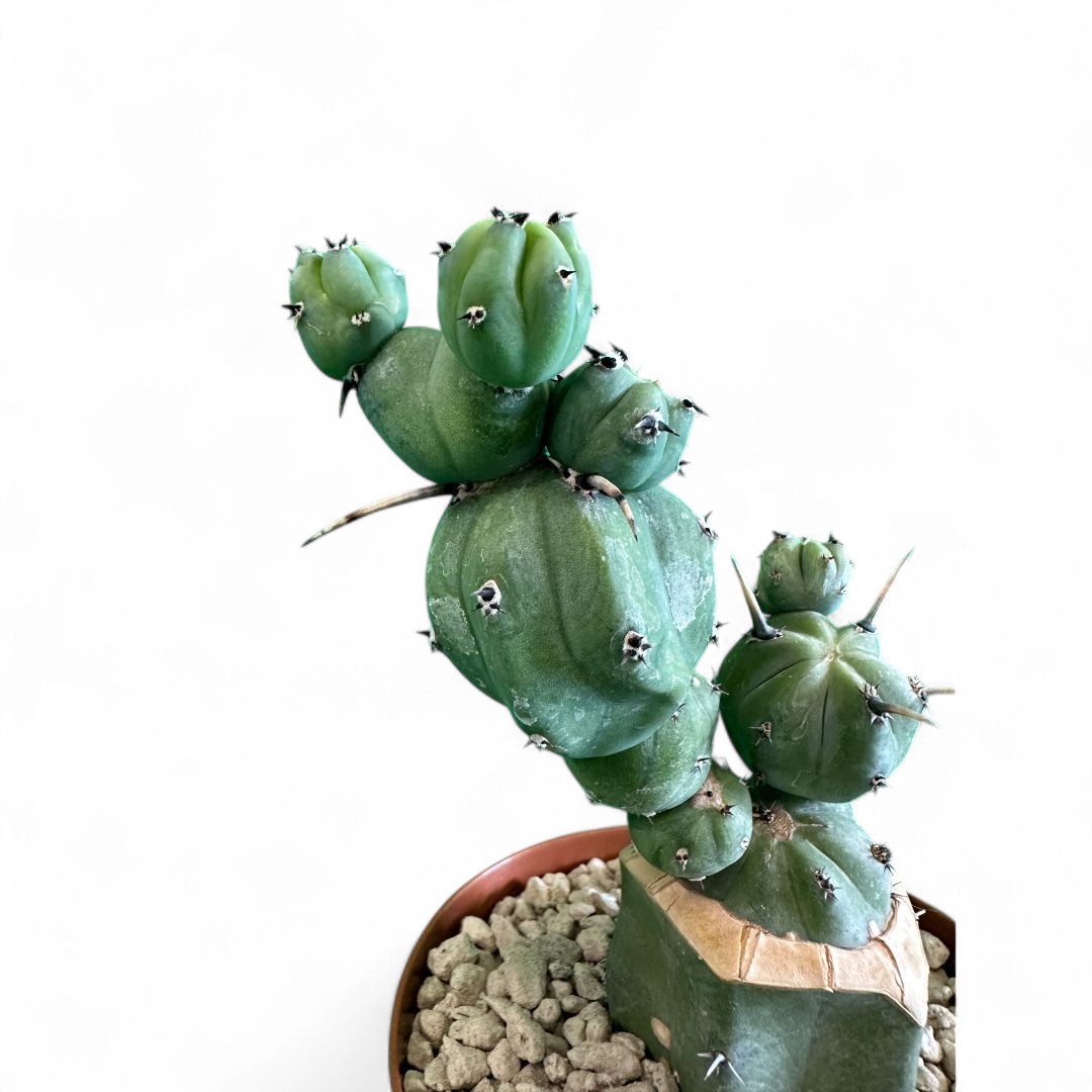 Myrtillocactus geometrizans Stacker  12 cm cod. 1501F