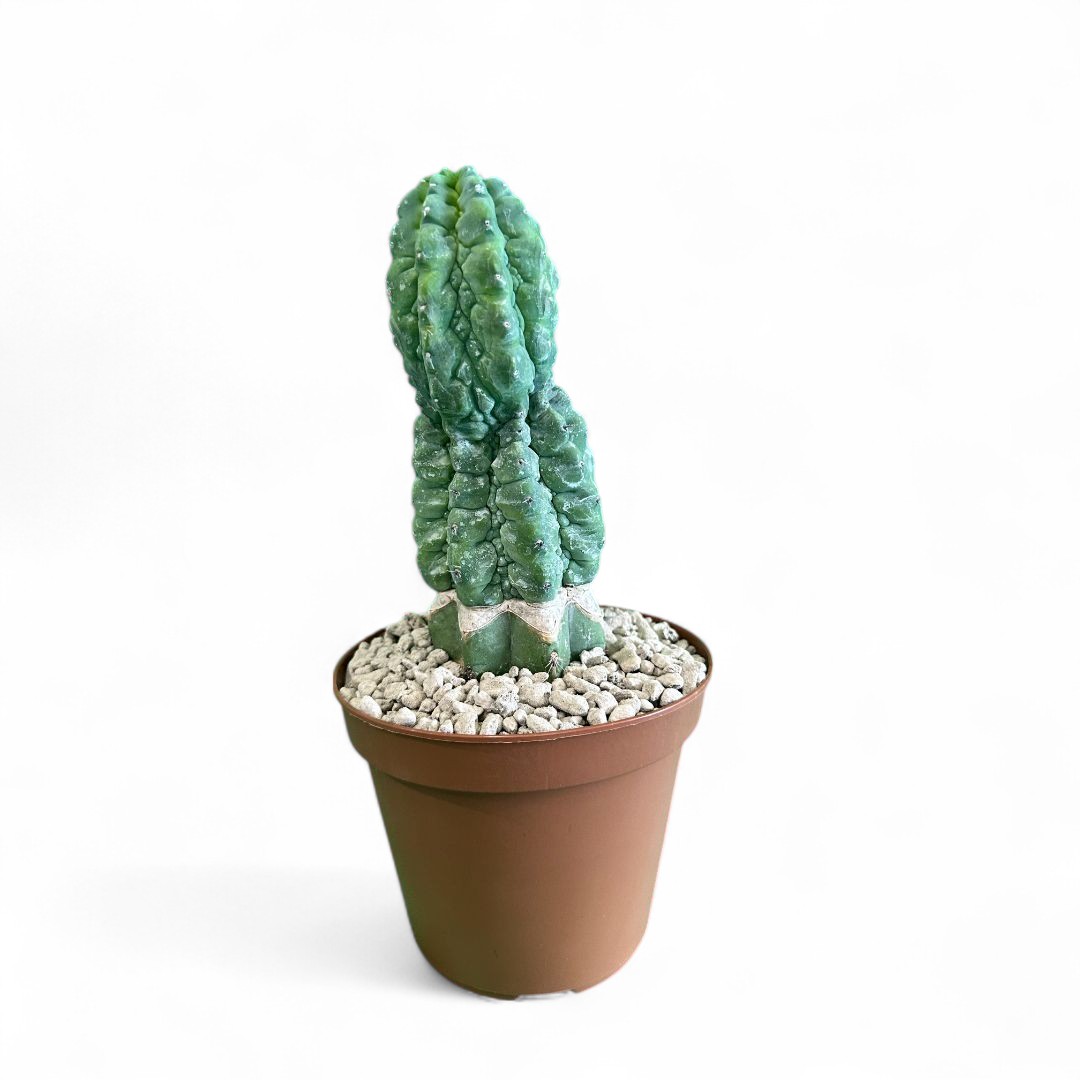 Myrtillocactus geometrizans cv. 'Glorp' Ø 12 cm