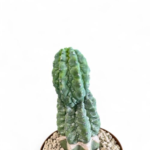 Myrtillocactus geometrizans cv. 'Glorp' Ø 12 cm