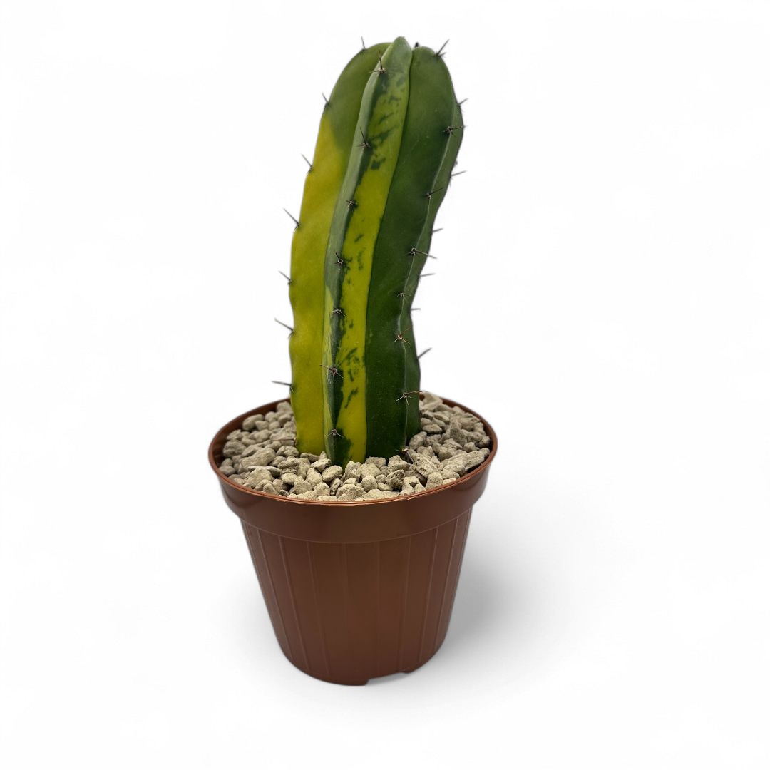 calathea eigenschaften Jetzt die Calathea im 3er-Set kaufen main image 1