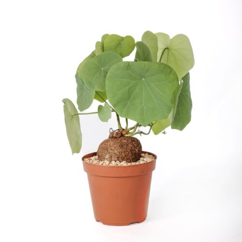 Stephania suberosa Ø 14 cm