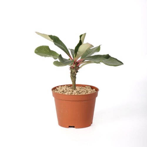 Euphorbia viguieri Ø 10,5 cm