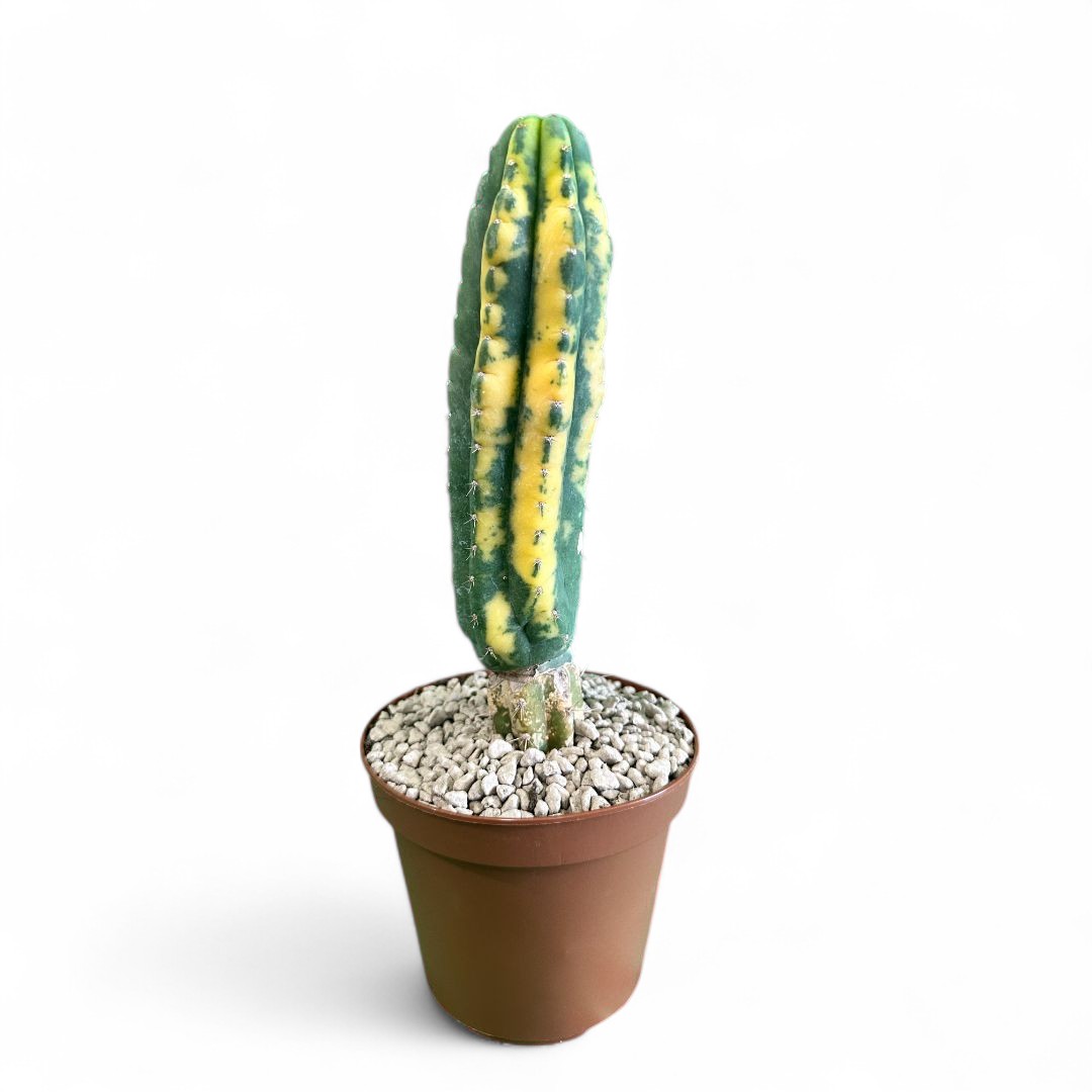 Trichocereus pachanoi variegato  12 cm cod. 1508F