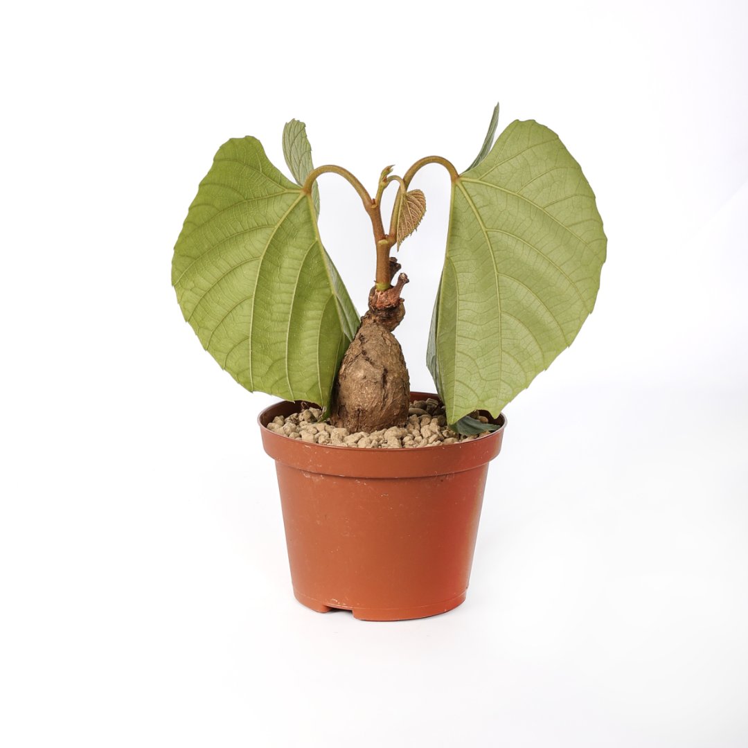 Ampelocissus Ø 10,5 cm