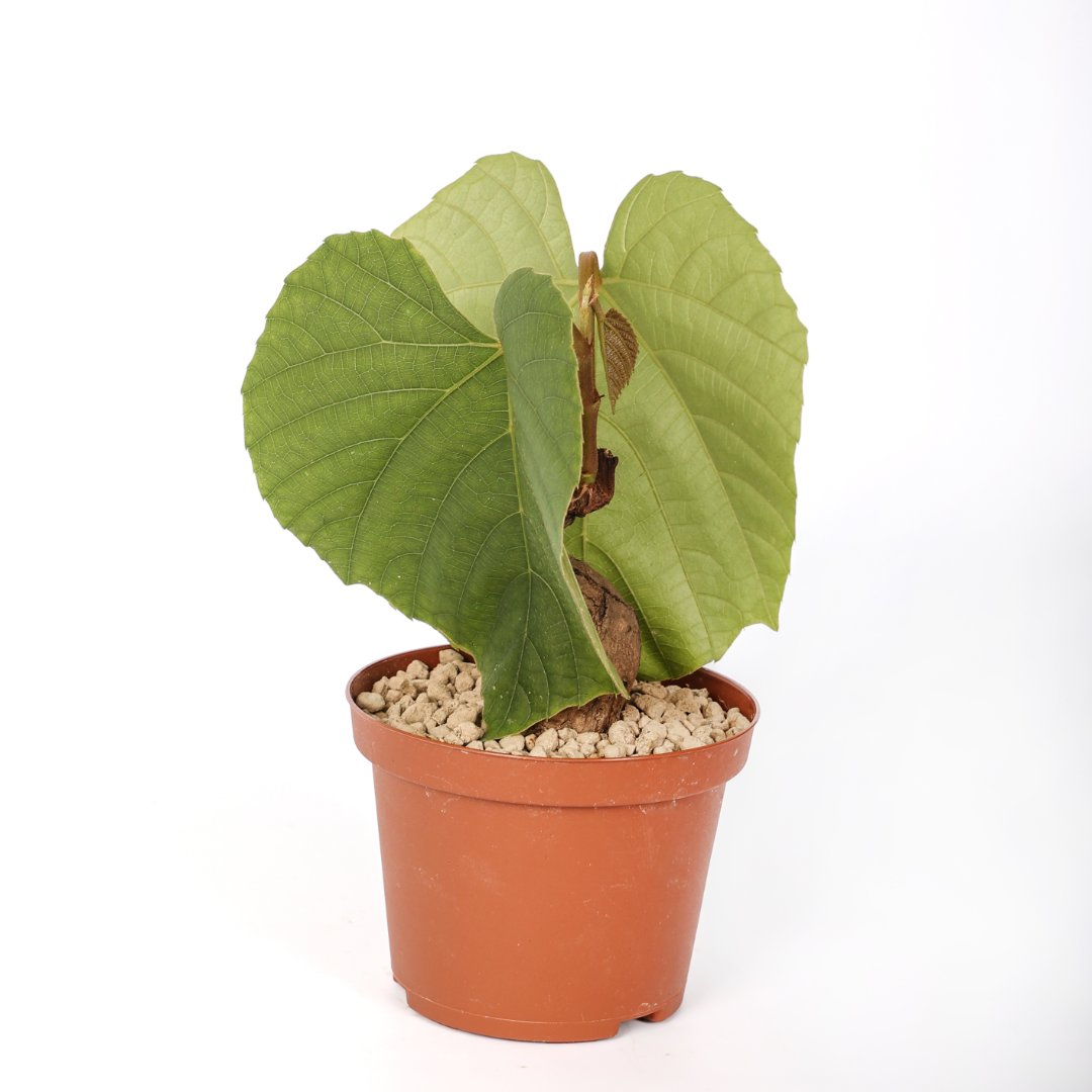 Ampelocissus Ø 10,5 cm