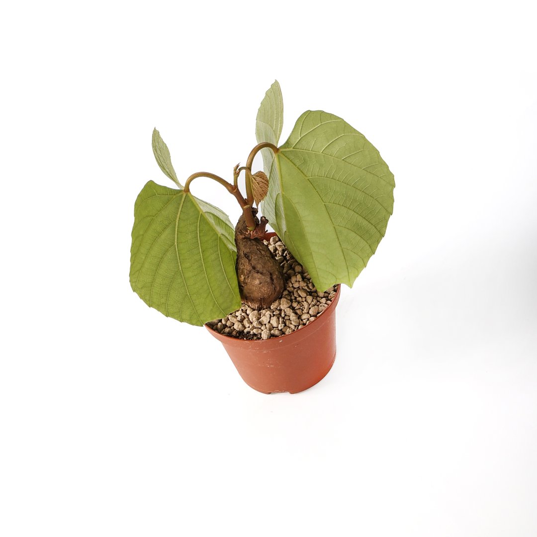 Ampelocissus Ø 10,5 cm