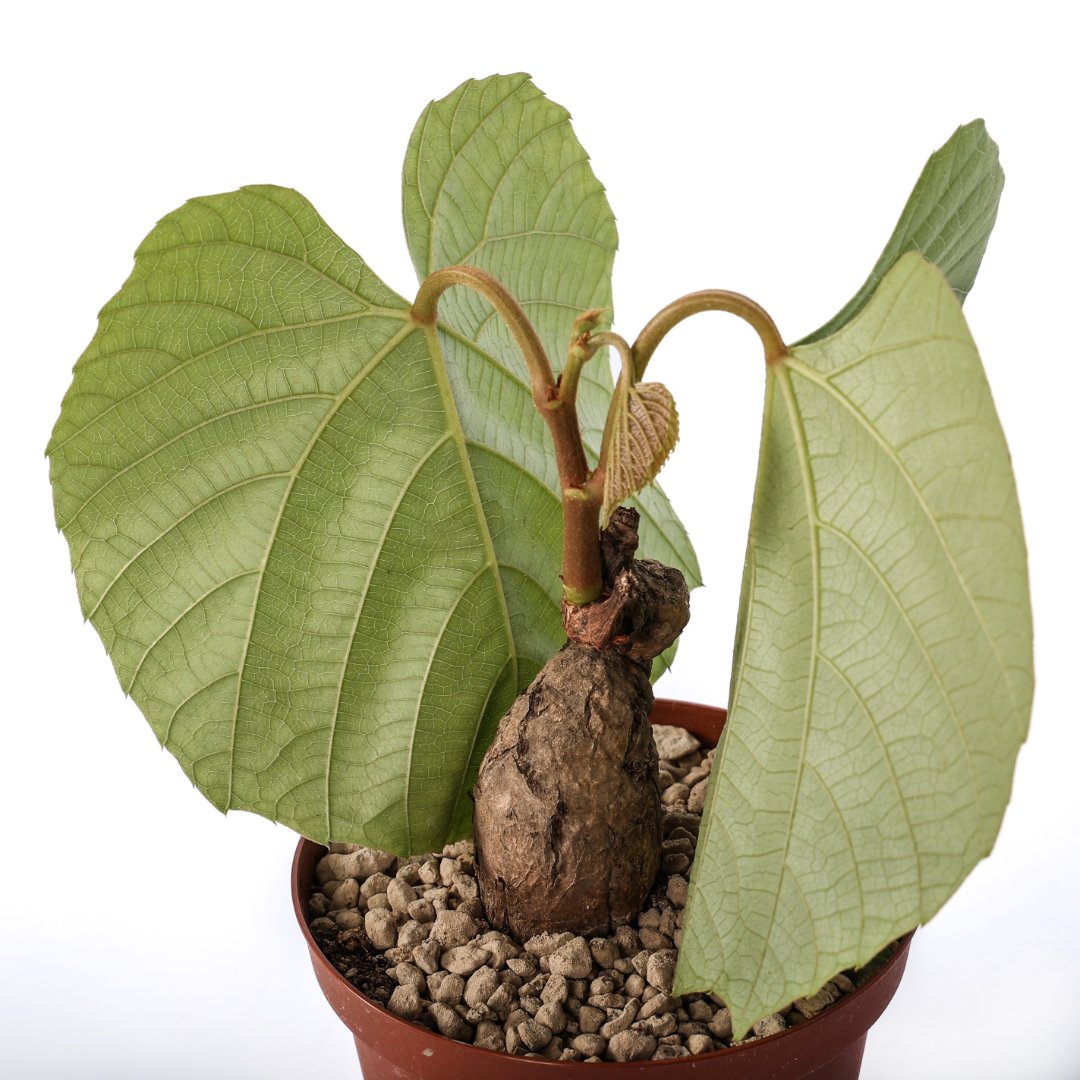 Ampelocissus Ø 10,5 cm