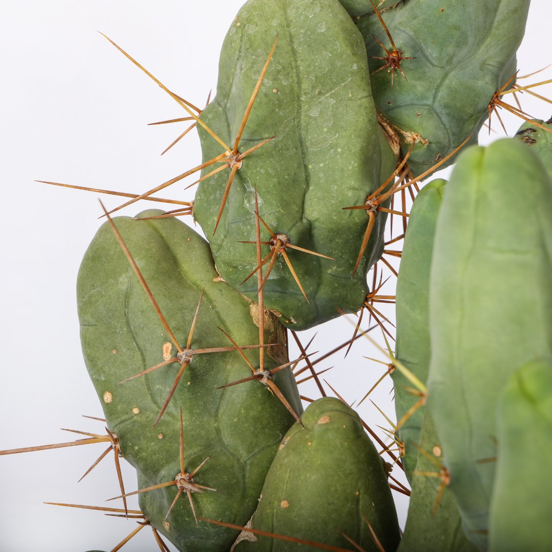 Trichocereus bridgesii Ø 30 cm