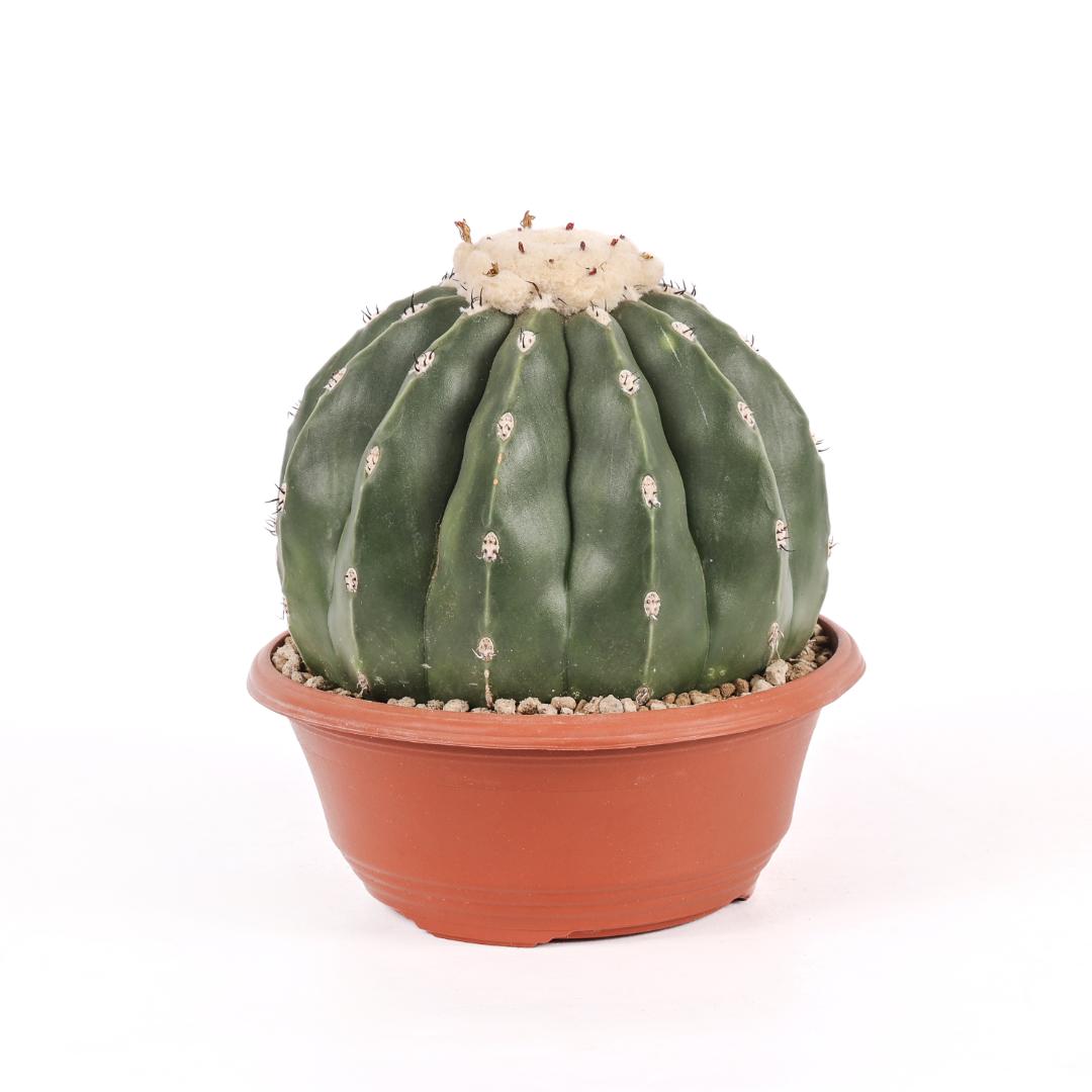 Melocactus maxonii nudum Ø 17
