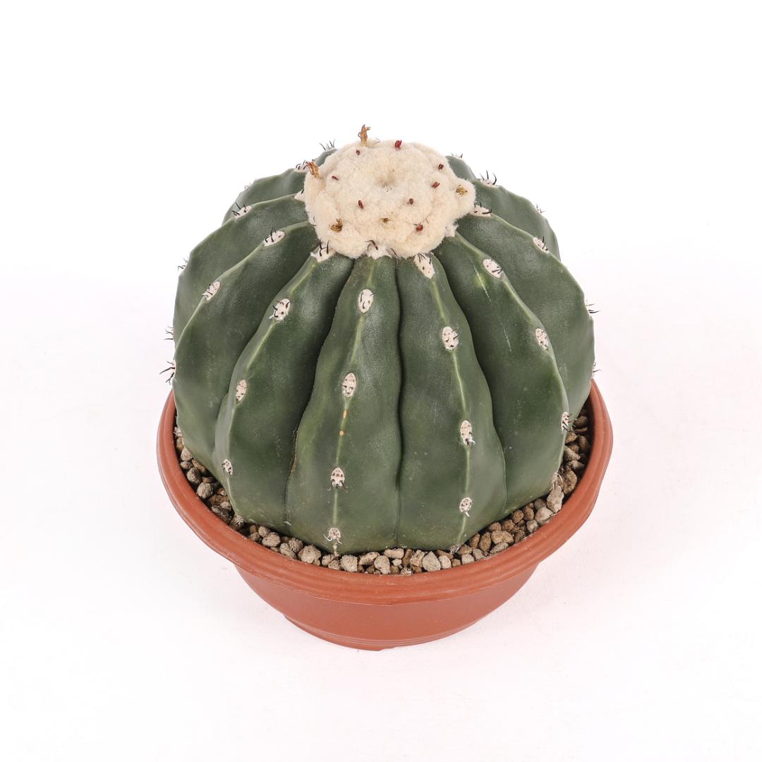 Melocactus maxonii nudum Ø 17