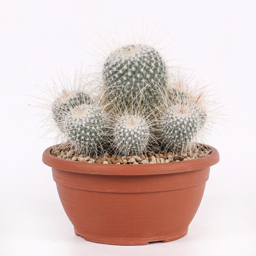 Mammillaria geminispina longispina Ø 20