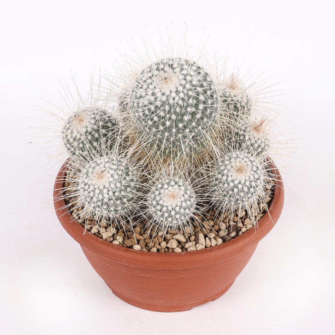 Mammillaria geminispina longispina Ø 20