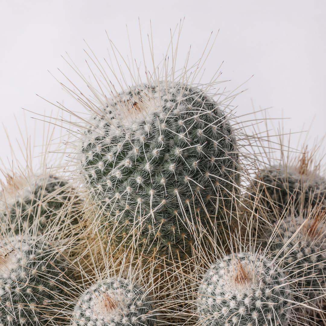Mammillaria geminispina longispina Ø 20