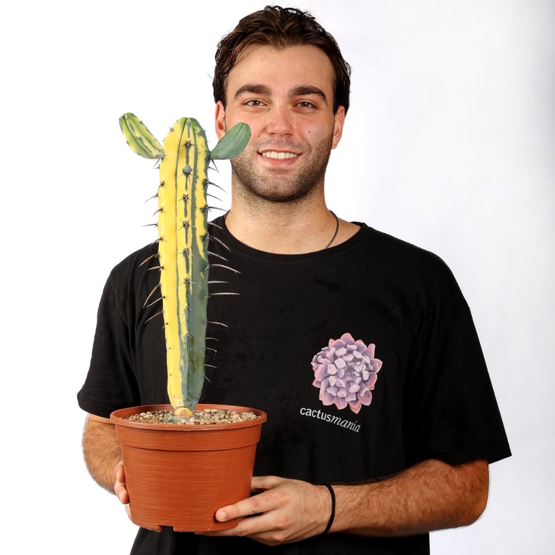 Myrtillocactus geometrizans variegato Ø 20 cm