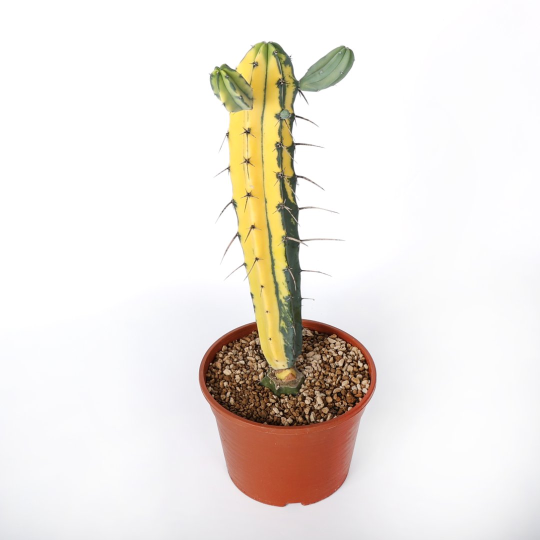 Myrtillocactus geometrizans variegato Ø 20 cm