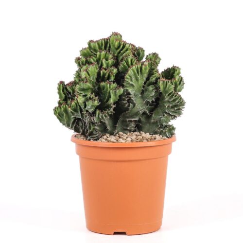 Euphorbia triangularis crestata Ø 17