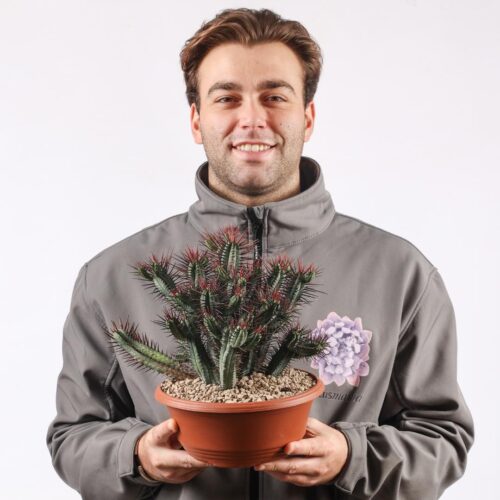 Euphorbia enopla Ø 25