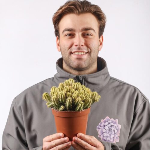 Euphorbia aggregata variegata Ø 14