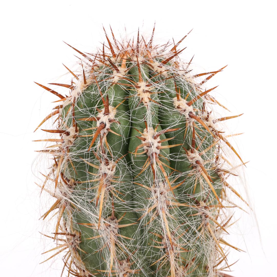 dracaena dragon tree plant Dracaena marginata 17