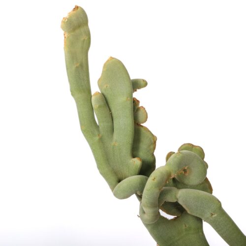 Pedilanthus macrocarpus crestato Ø 18 cm