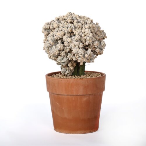 Astrophytum myriostigma Fukuryu Hakuun Ø 20 cm