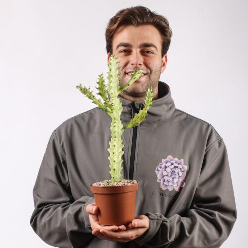 Euphorbia trigona 'Mint cream' Ø 15