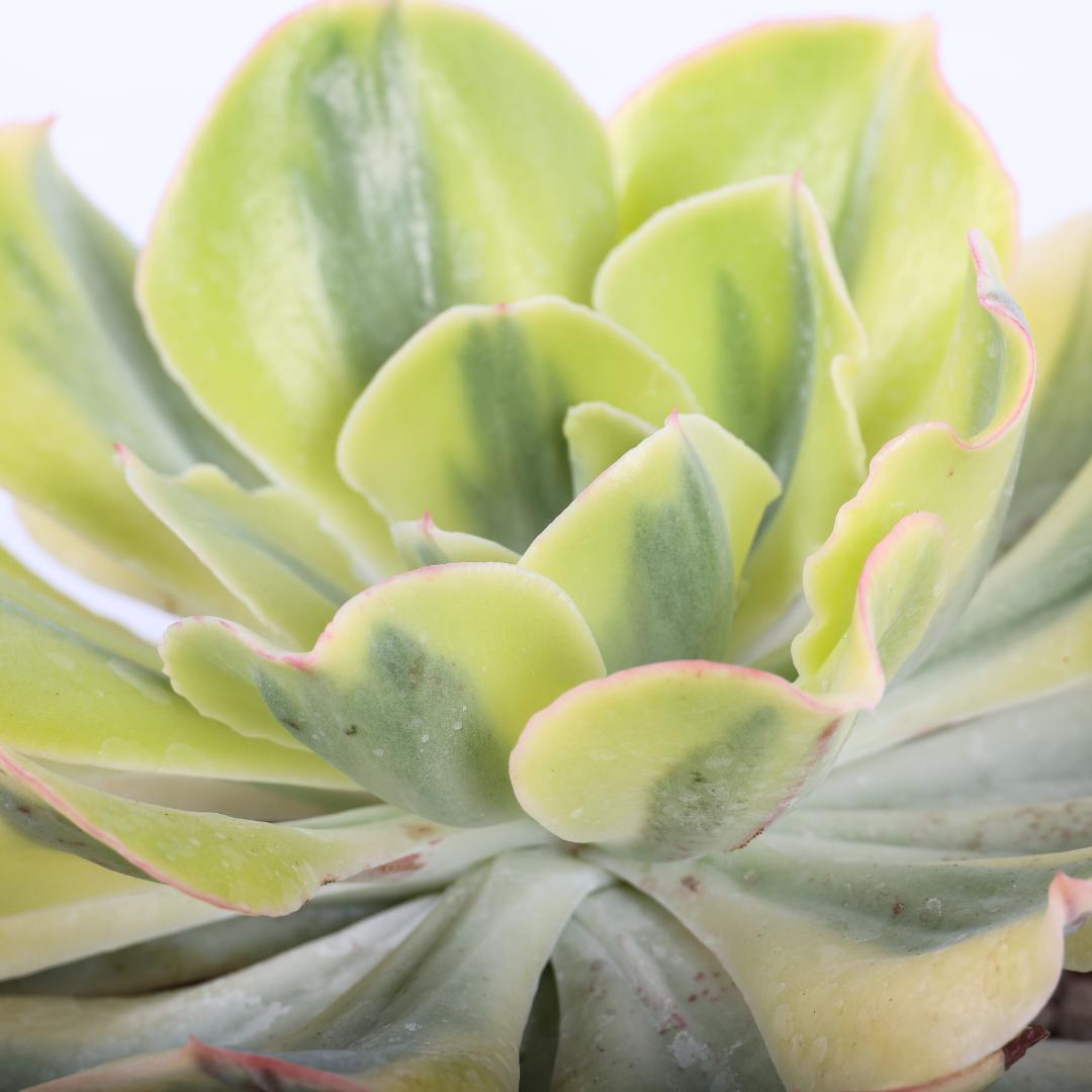 Echeveria 'Blue Waves' variegata Ø 18