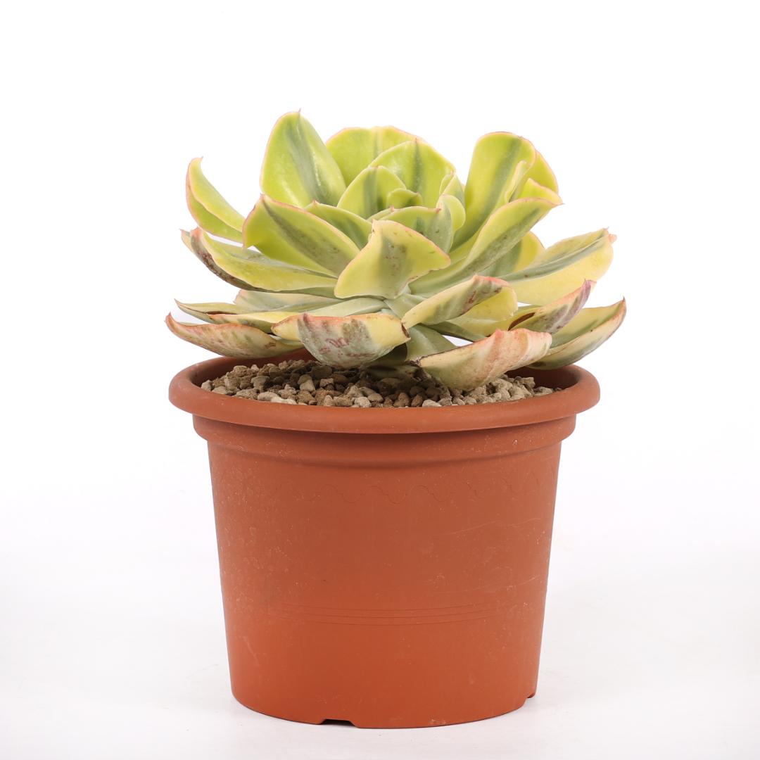 Echeveria 'Blue Waves' variegata Ø 18