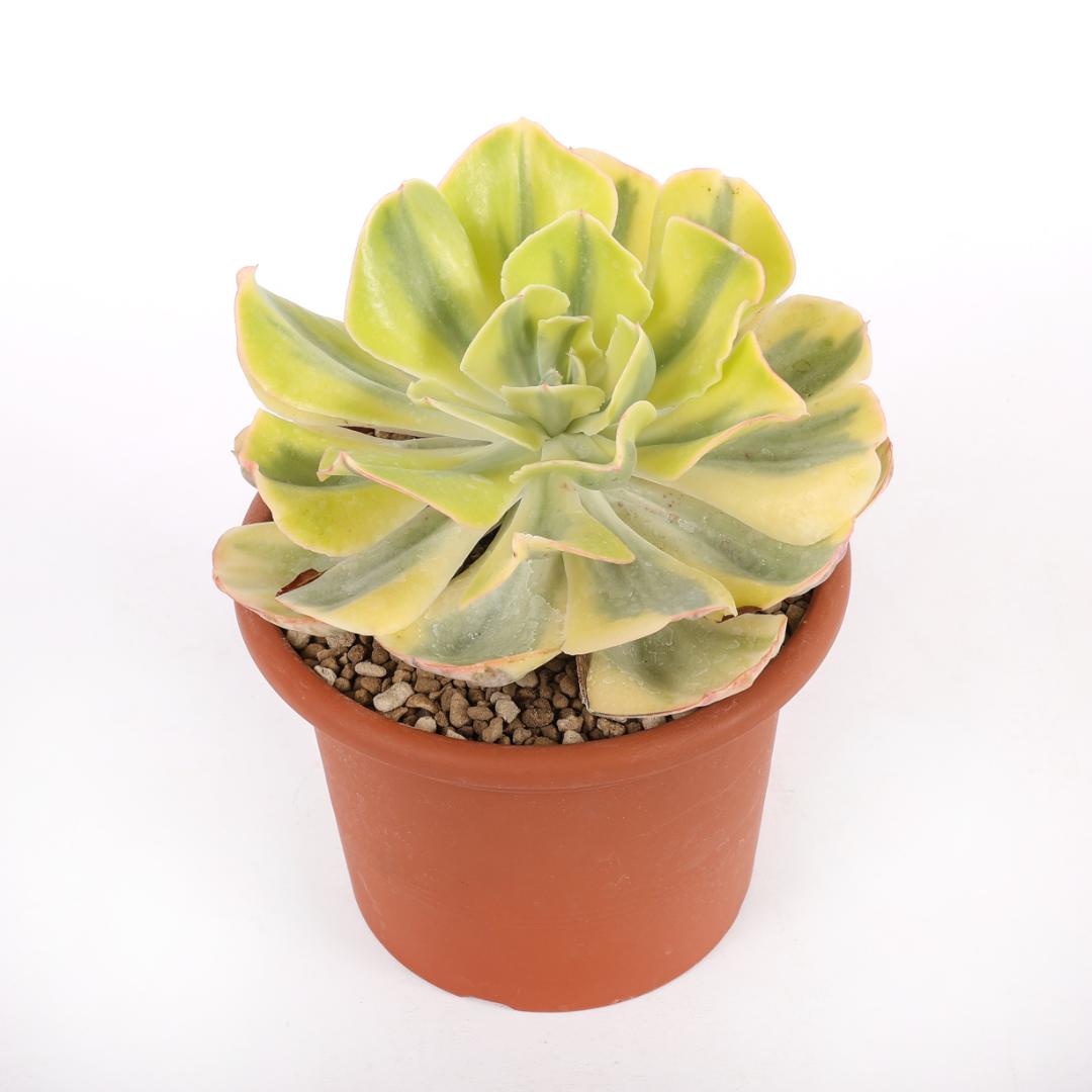 Echeveria 'Blue Waves' variegata Ø 18
