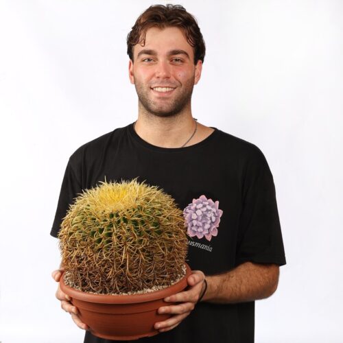 Echinocactus grusonii 'Spina riccia' Ø 30 cm