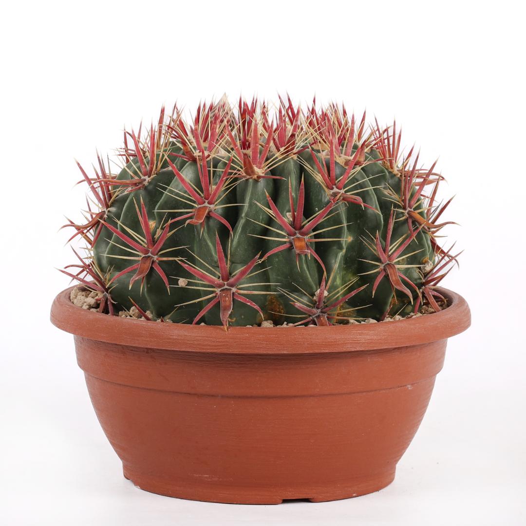 Ferocactus latispinus Ø 25