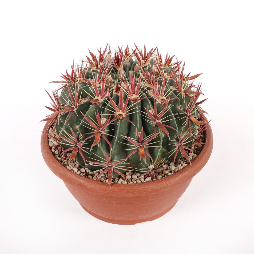 Ferocactus latispinus Ø 25