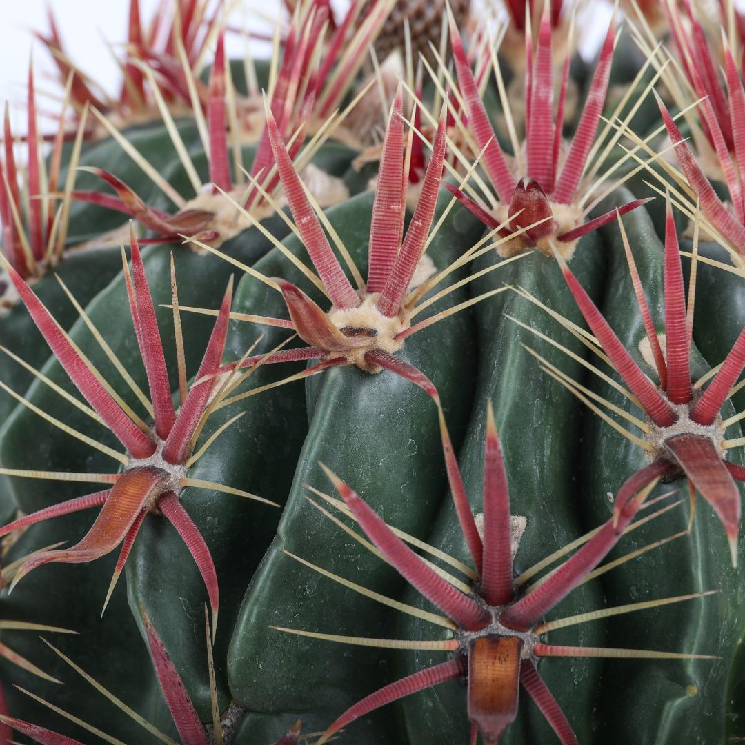 Ferocactus latispinus Ø 25