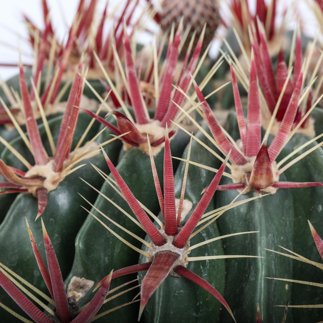 Ferocactus latispinus Ø 25