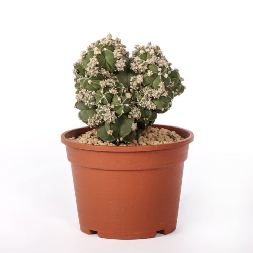 Astrophytum myriostigma nudum prolifera Ø 16 cm