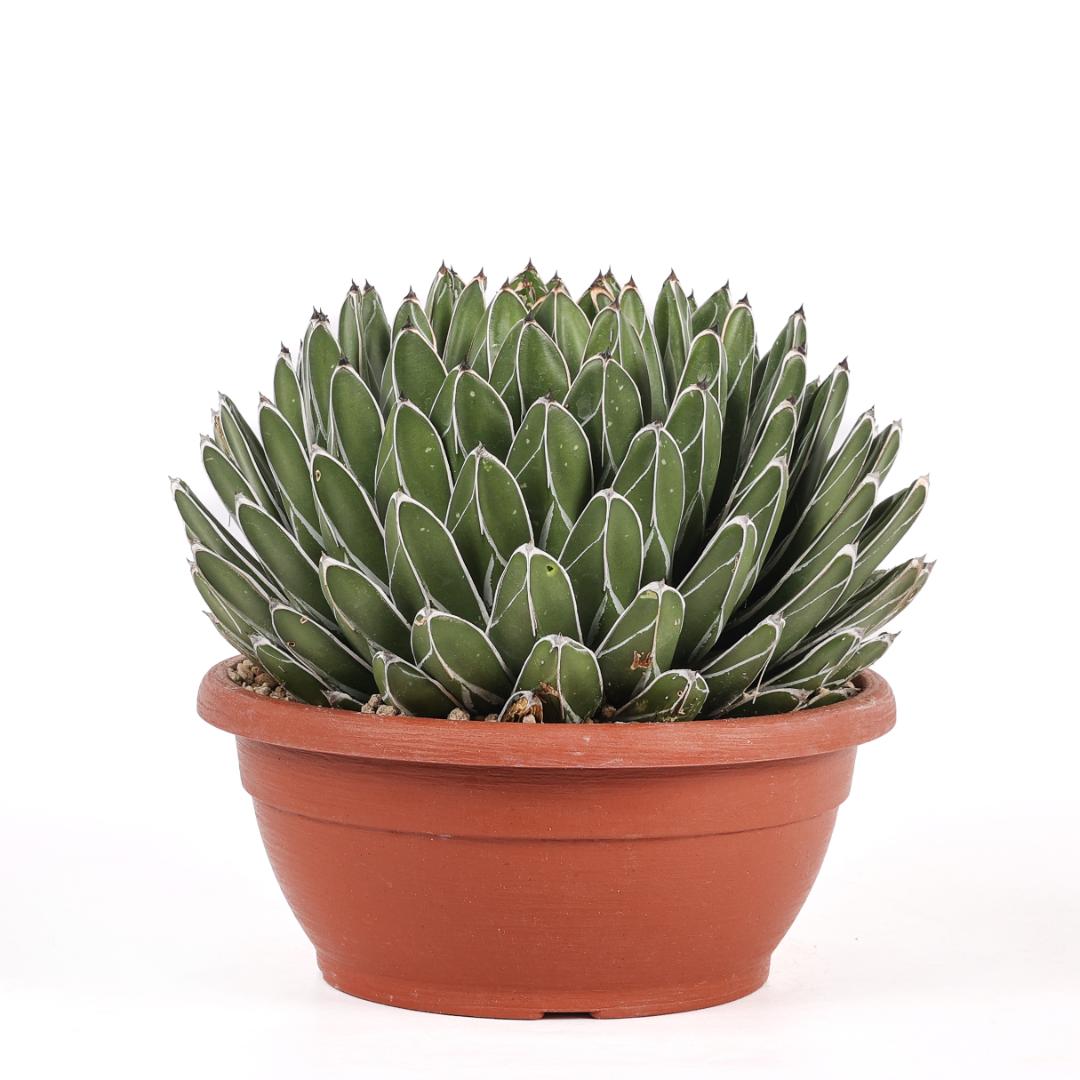 Agave victoriae-reginae forma compatta Ø 25