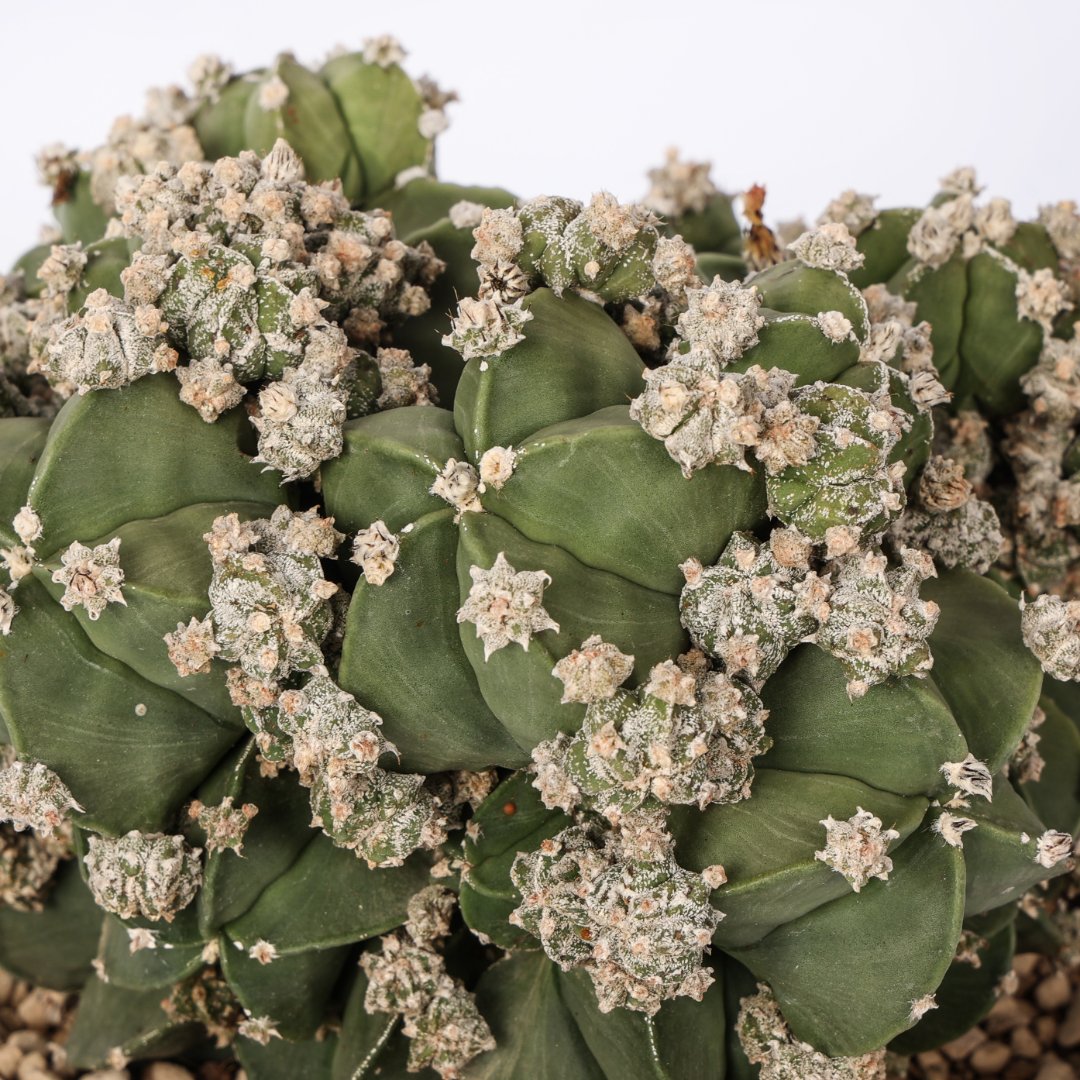 Astrophytum myriostigma nudum prolifera  20 cm cod. 1532F