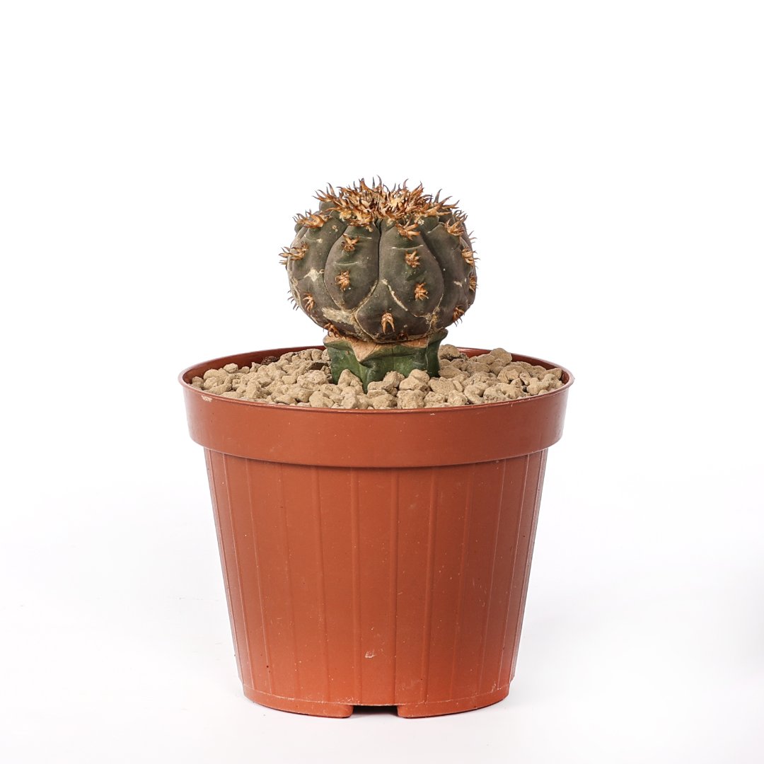 Gymnocalycium spegazzinii var. unguispinum Ø 12 cm