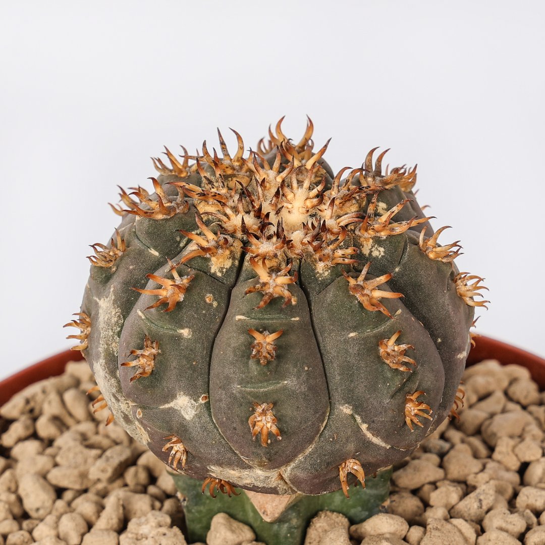 Gymnocalycium spegazzinii var. unguispinum Ø 12 cm
