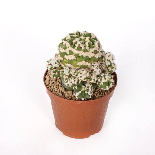 Echinopsis subdenudata fuzzy navel mostruosa Ø 12 cm