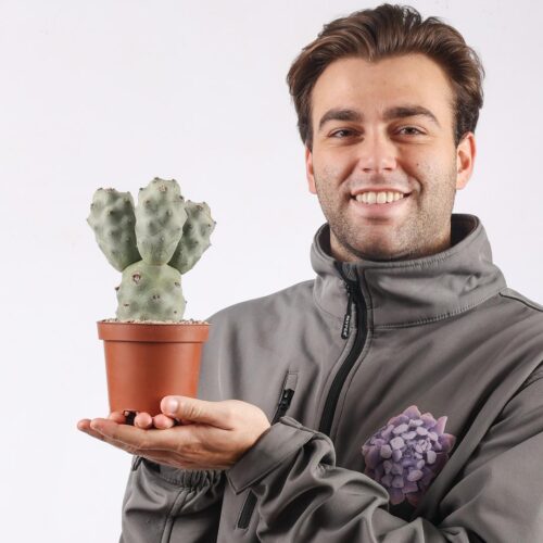 Tephrocactus articulatus v. calvus '4 balls' Ø 12